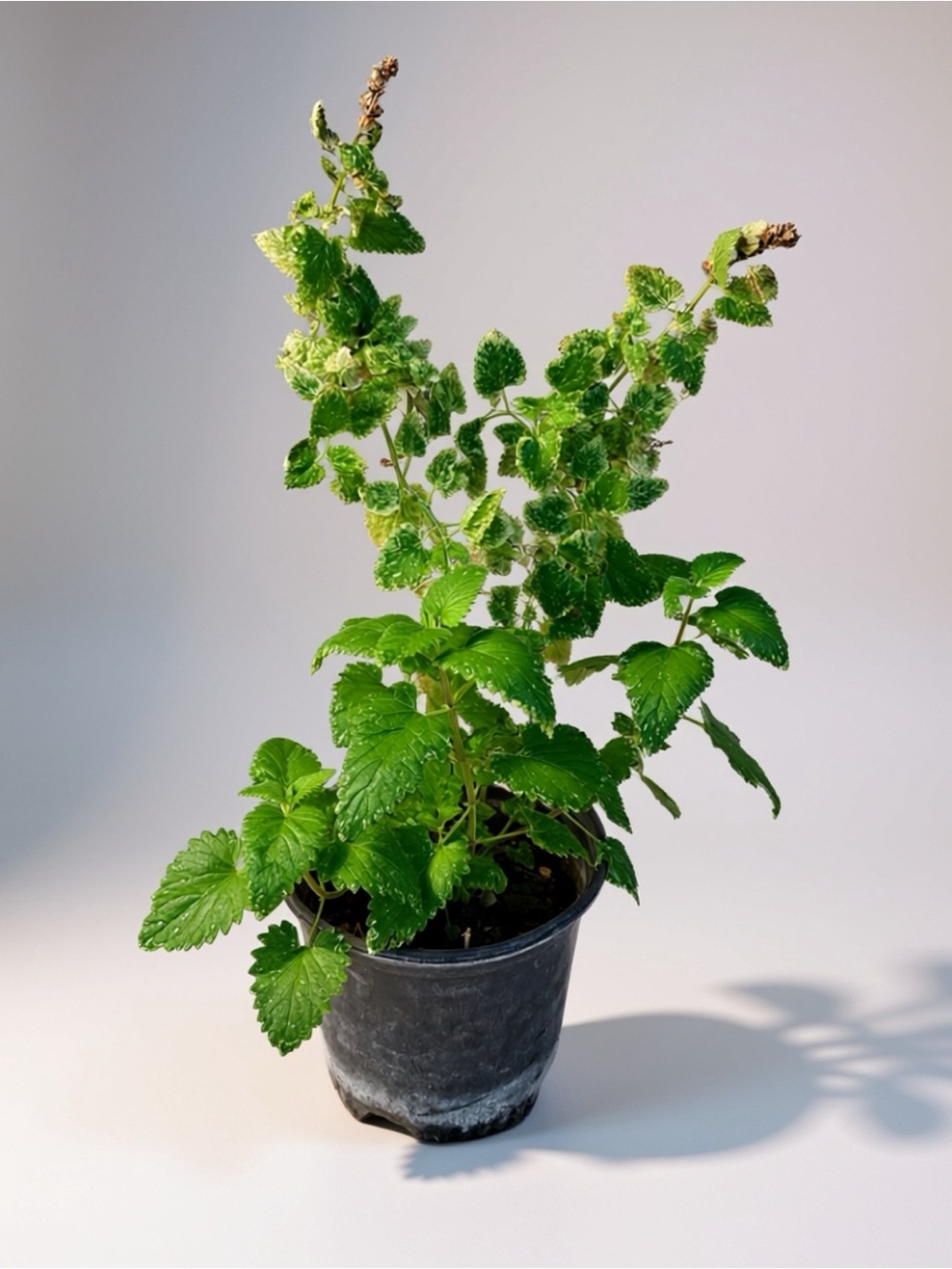 CATNIP PLANT – Nepeta cataria - Indoor / Outdoor Herb